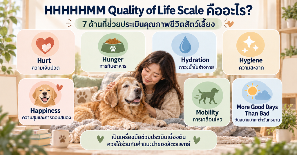HHHHHMM Quality of Life Scale คืออะไร อินโฟกราฟิก 7 ด้านประเมินคุณภาพชีวิตสัตว์เลี้ยง ได้แก่ ความเจ็บปวด การกินอาหาร ภาวะน้ำในร่างกาย ความสะอาด ความสุข การเคลื่อนไหว และวันที่สบายมากกว่าวันที่ทรมาน