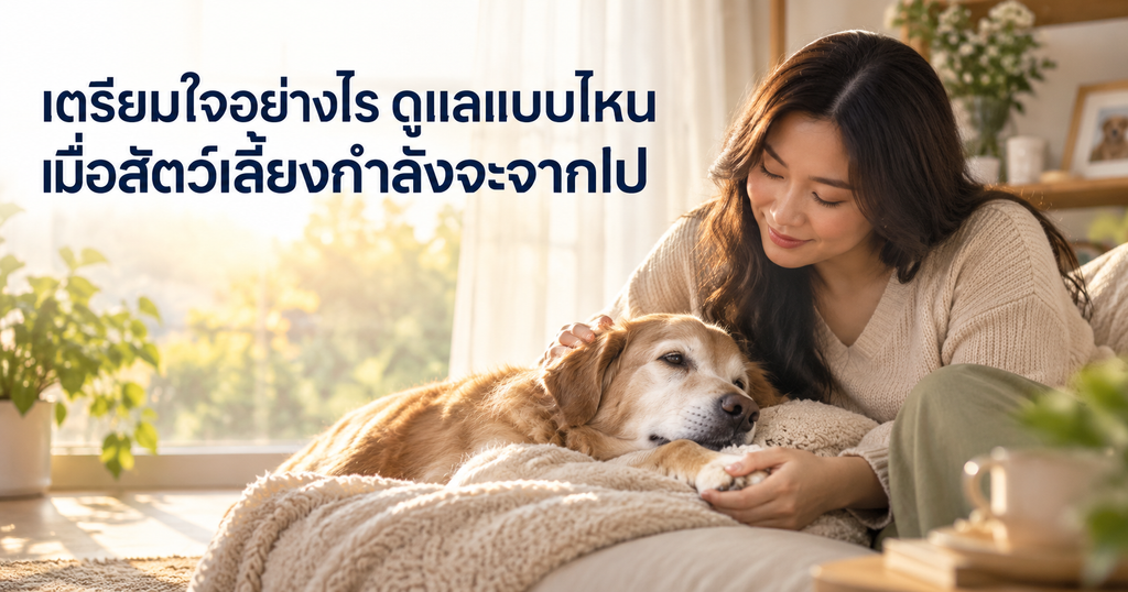 เตรียมใจและดูแลสัตว์เลี้ยงเมื่อกำลังจะจากไป ภาพเจ้าของกำลังลูบและอยู่เคียงข้างสุนัขสูงวัยในช่วงท้ายของชีวิต