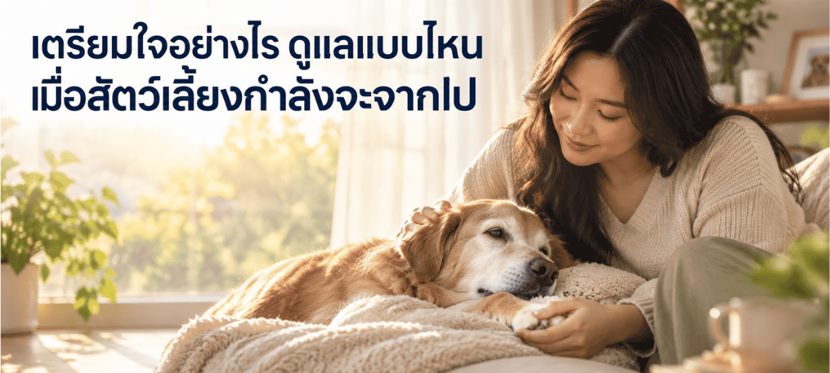 เตรียมใจและดูแลสัตว์เลี้ยงเมื่อกำลังจะจากไป ภาพเจ้าของกำลังลูบและอยู่เคียงข้างสุนัขสูงวัยในช่วงท้ายของชีวิต
