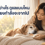 เตรียมใจและดูแลสัตว์เลี้ยงเมื่อกำลังจะจากไป ภาพเจ้าของกำลังลูบและอยู่เคียงข้างสุนัขสูงวัยในช่วงท้ายของชีวิต