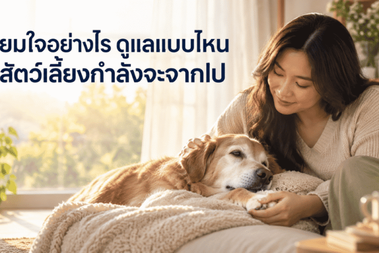 เตรียมใจและดูแลสัตว์เลี้ยงเมื่อกำลังจะจากไป ภาพเจ้าของกำลังลูบและอยู่เคียงข้างสุนัขสูงวัยในช่วงท้ายของชีวิต